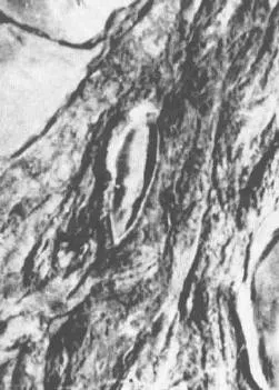 Archeologický pohled na Noemovou Archu – obrázek 5